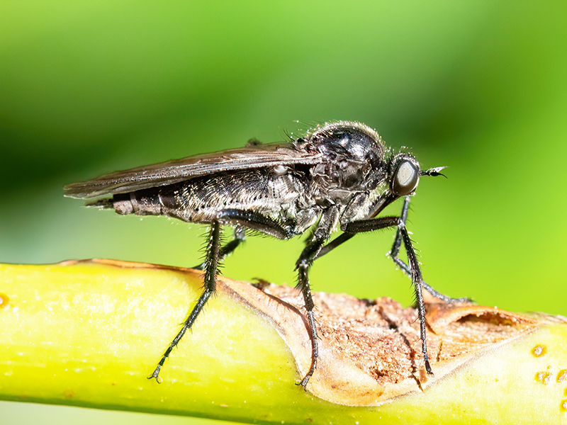 Empis ciliata (Weibchen)