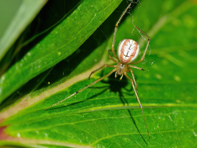 Enoplognatha latimana (Weibchen)