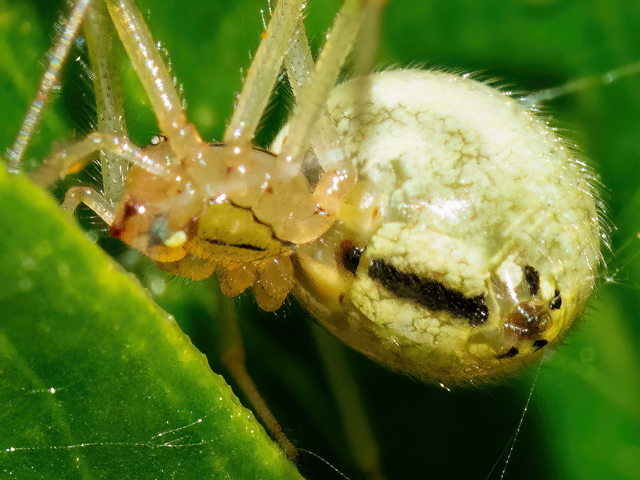 Enoplognatha latimana (Weibchen)