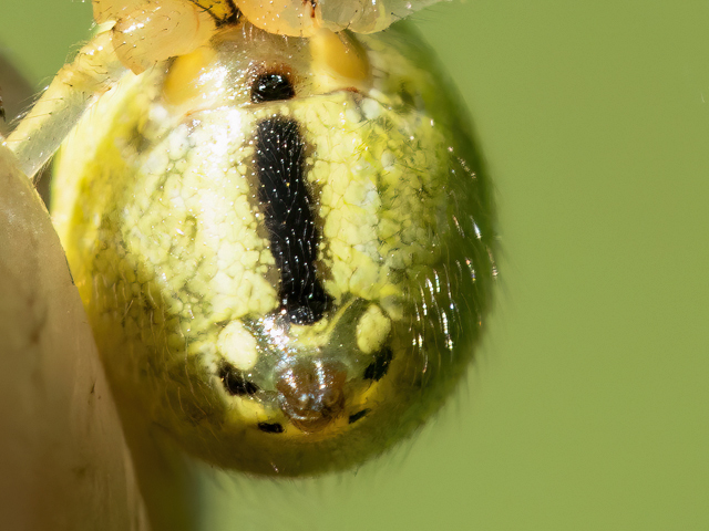 Enoplognatha ovata (Weibchen)