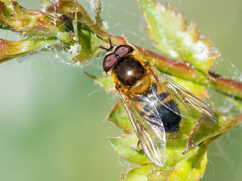 Epistrophe eligans (Männchen)