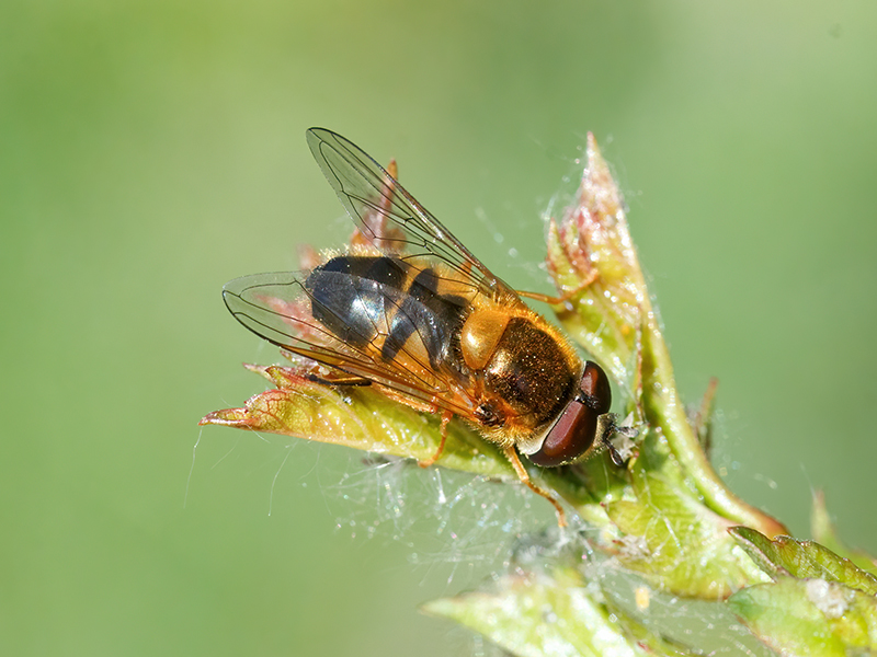 Epistrophe eligans (Männchen)