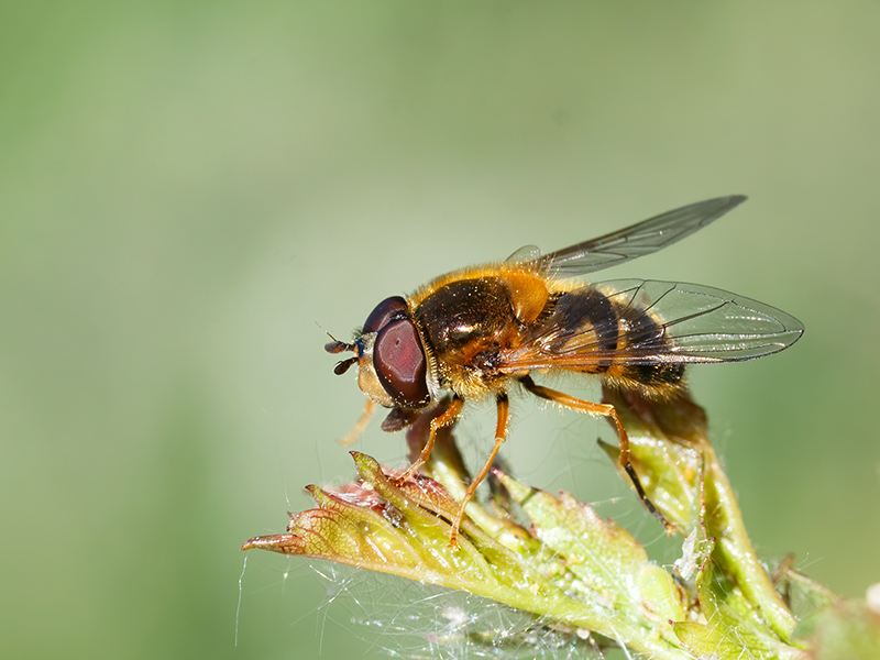 Epistrophe eligans (Männchen)