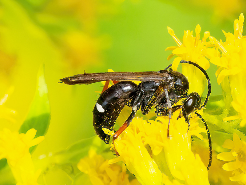 Episyron rufipes (Weibchen)