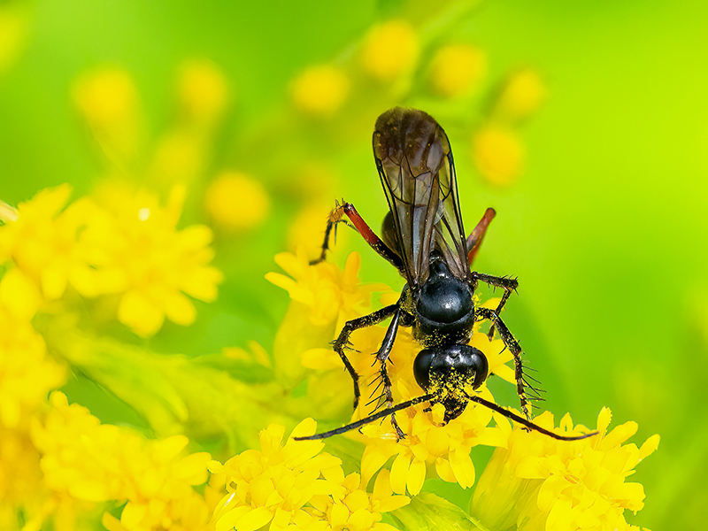 Episyron rufipes (Weibchen)
