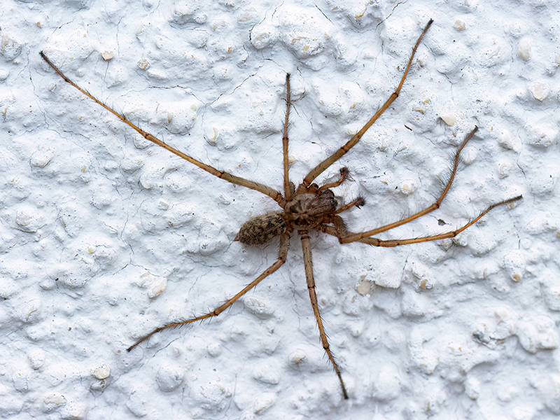Eratigena atrica (Männchen)