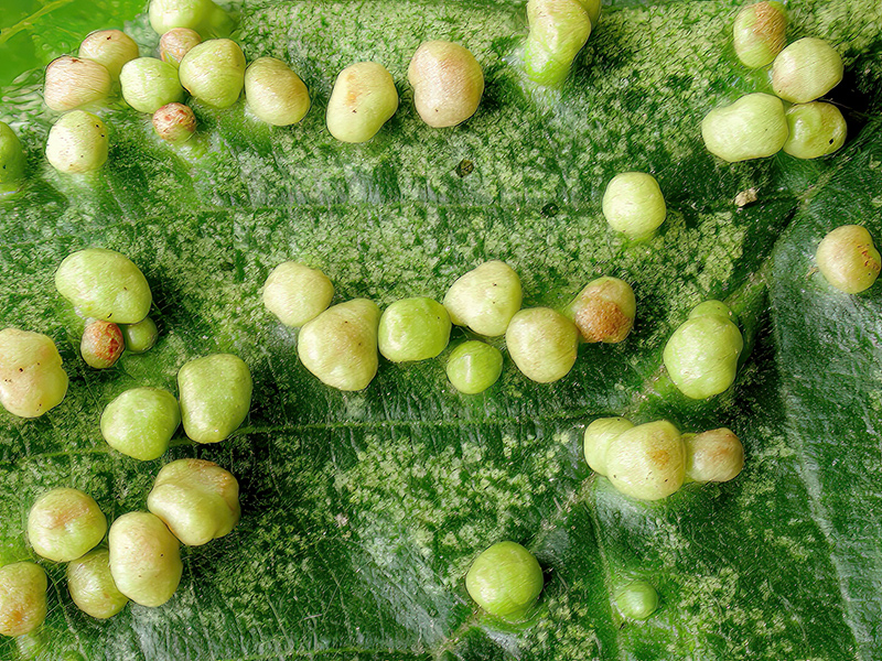 Eriophyes laevis