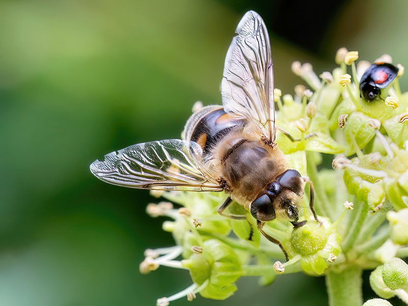 Eristalis tenax (Weibchen)