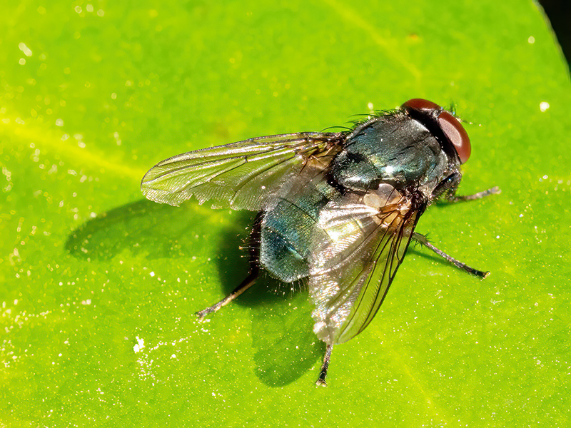 Eudasyphora cyanella (Männchen)