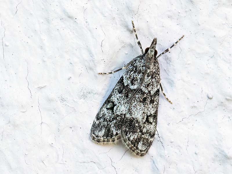 Eudonia lacustrata