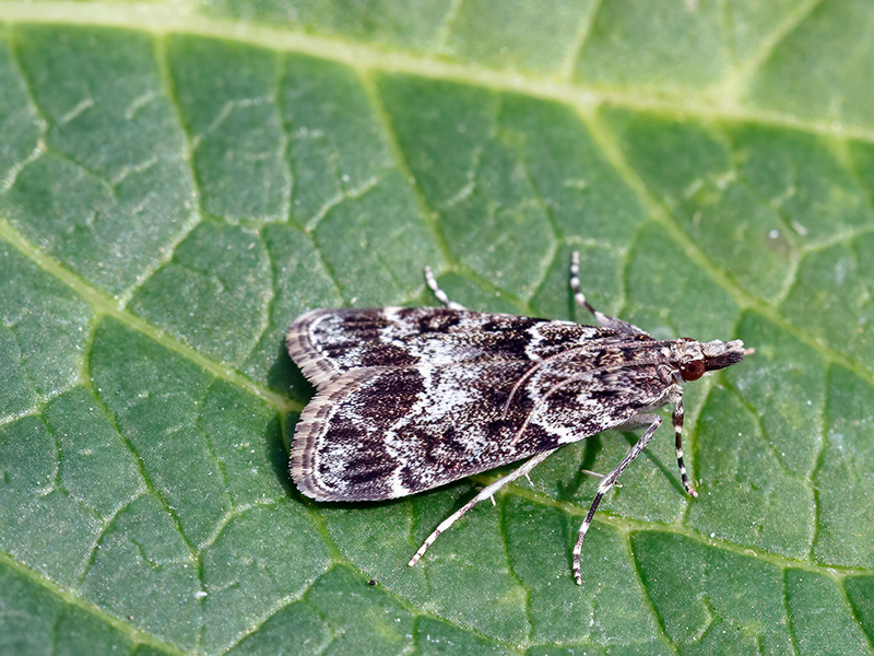 Eudonia mercurella
