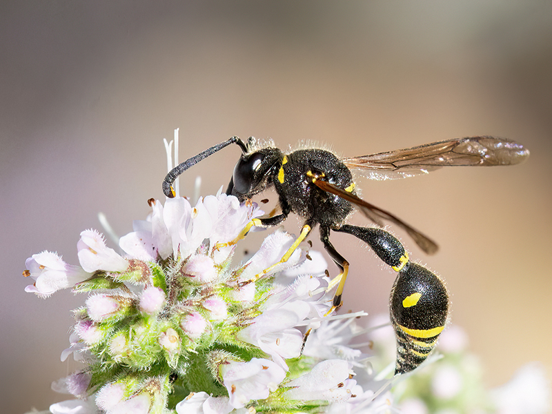 Eumenes papillarius (Männchen)