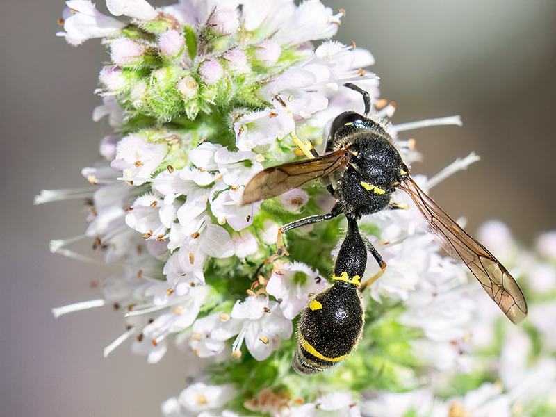 Eumenes papillarius (Männchen)