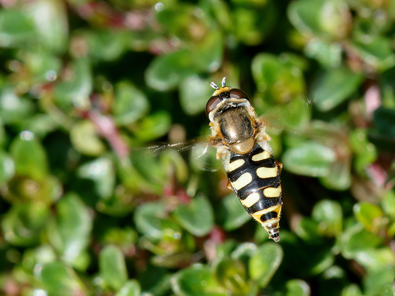 Eupeodes corollae (Weibchen)