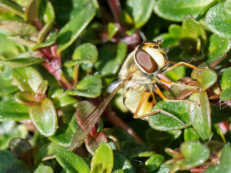Eupeodes corollae (Weibchen)
