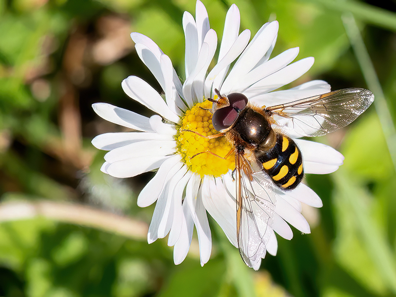Eupeodes luniger (Männchen)