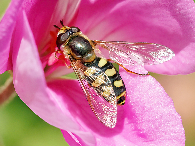 Eupeodes luniger (Weibchen)