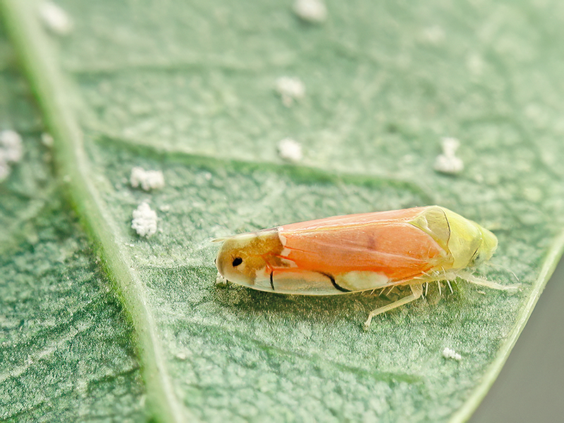 Eurhadina pulchella