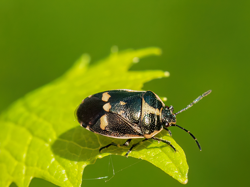 Eurydema oleracea