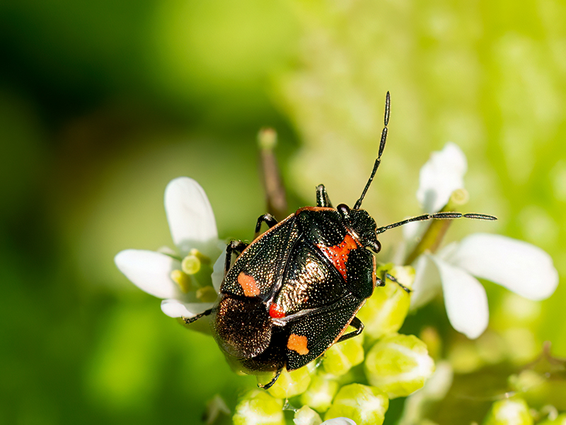 Eurydema oleracea