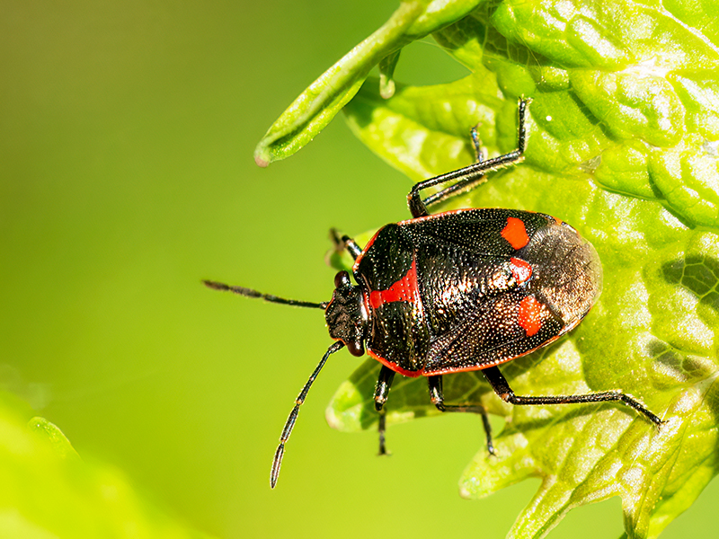 Eurydema oleracea
