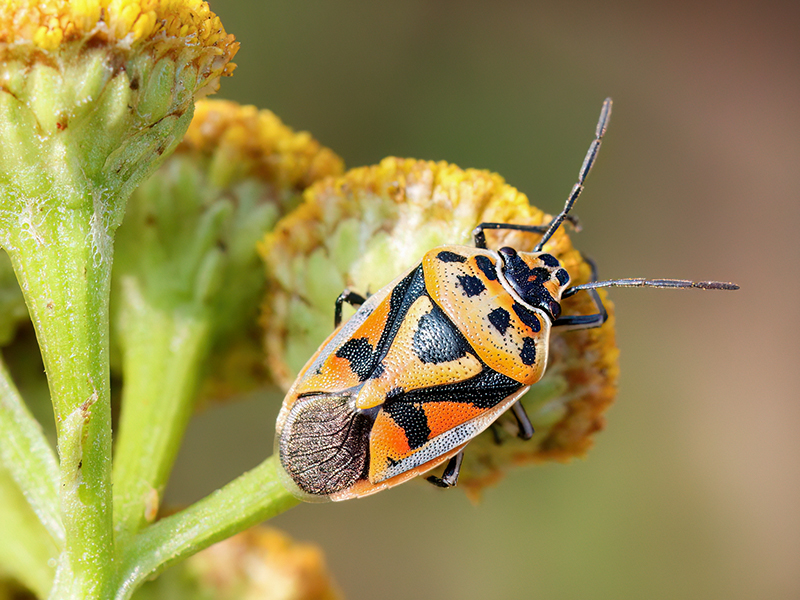 Eurydema ornata (jüngere Wanze)