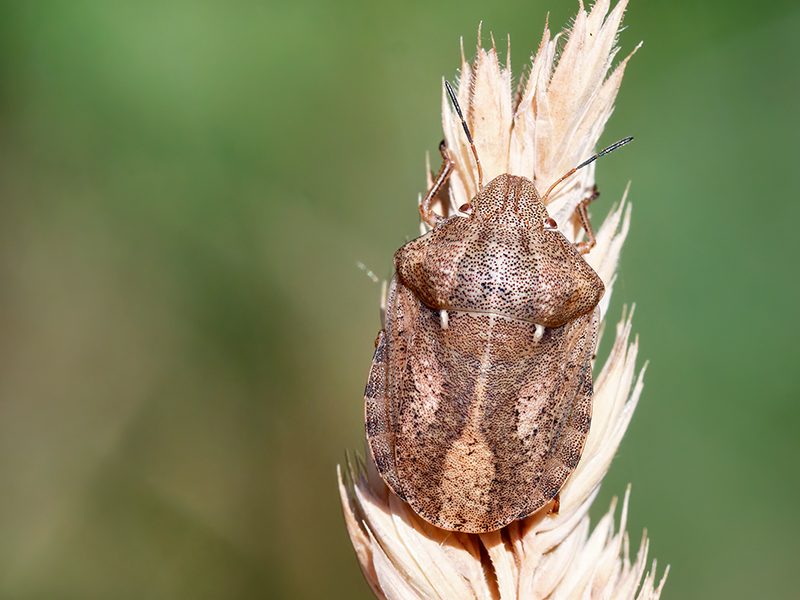 Eurygaster testudinaria