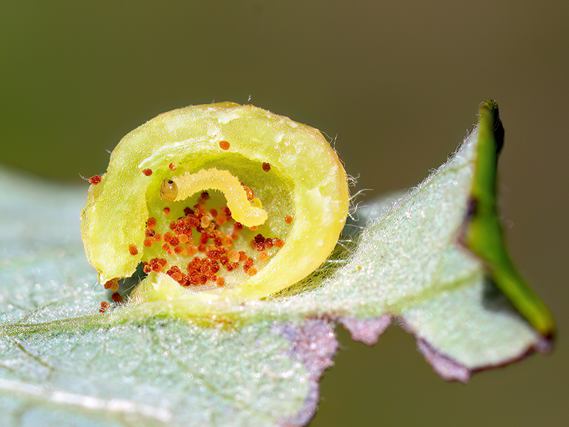 Euura pedunculi (Larve)