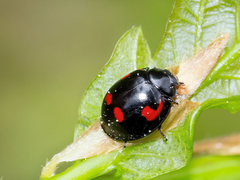 Exochomus quadripustulatus
