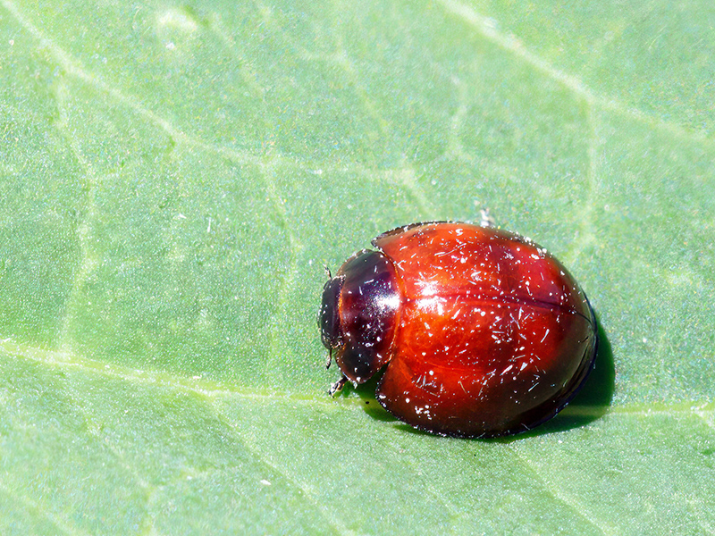 Exochomus quadripustulatus (noch unausgefärbtes Jungtier)