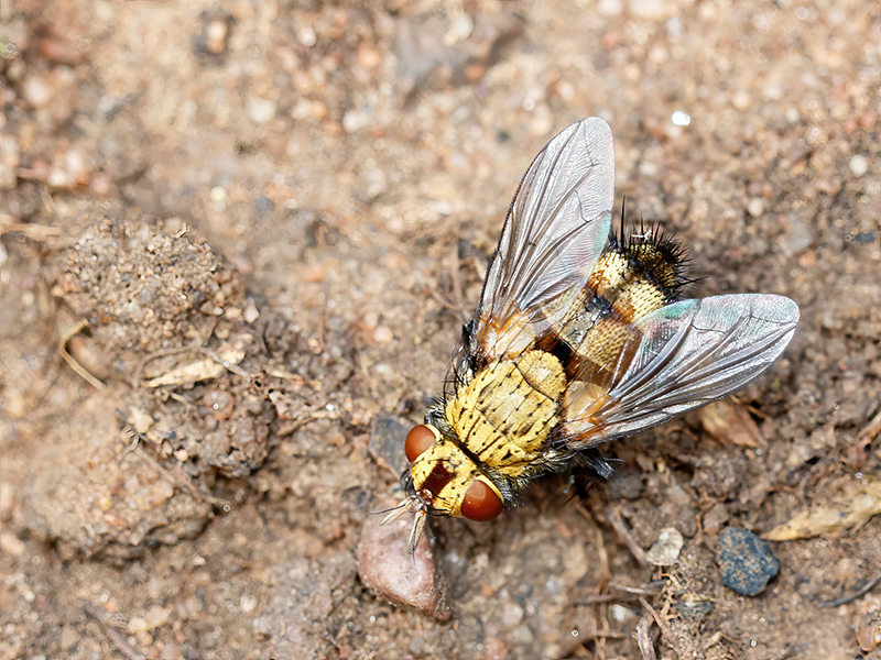 Frontina laeta (Weibchen)