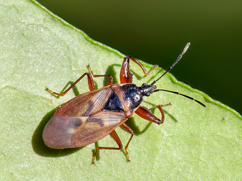 Gastrodes abietum