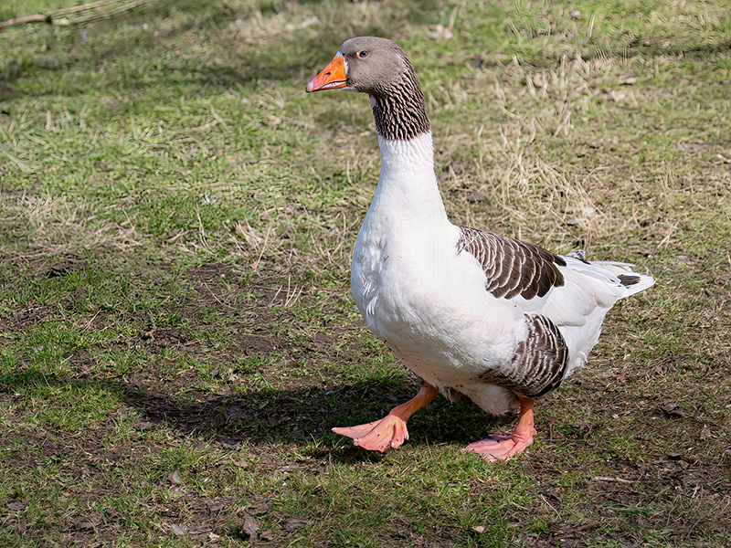 Gescheckte Pommerngans (Anser anser f. domestica)