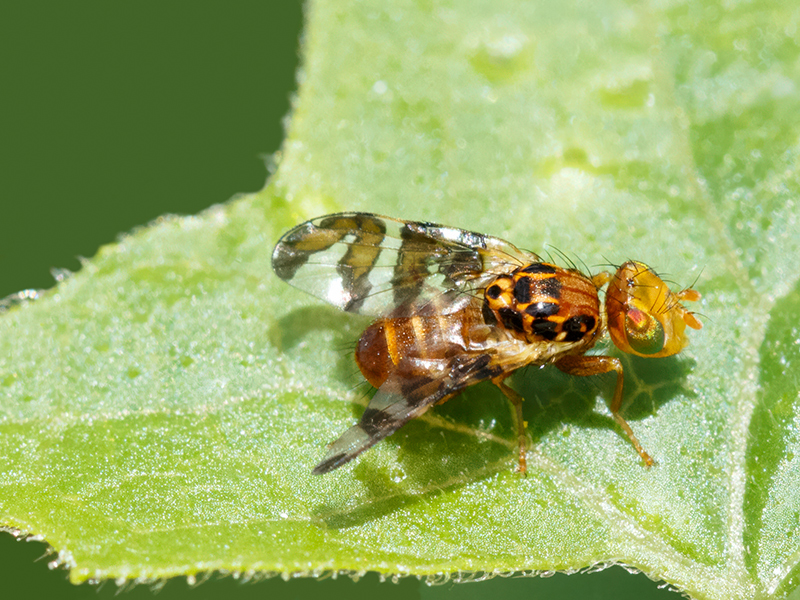 Goniglossum wiedemanni