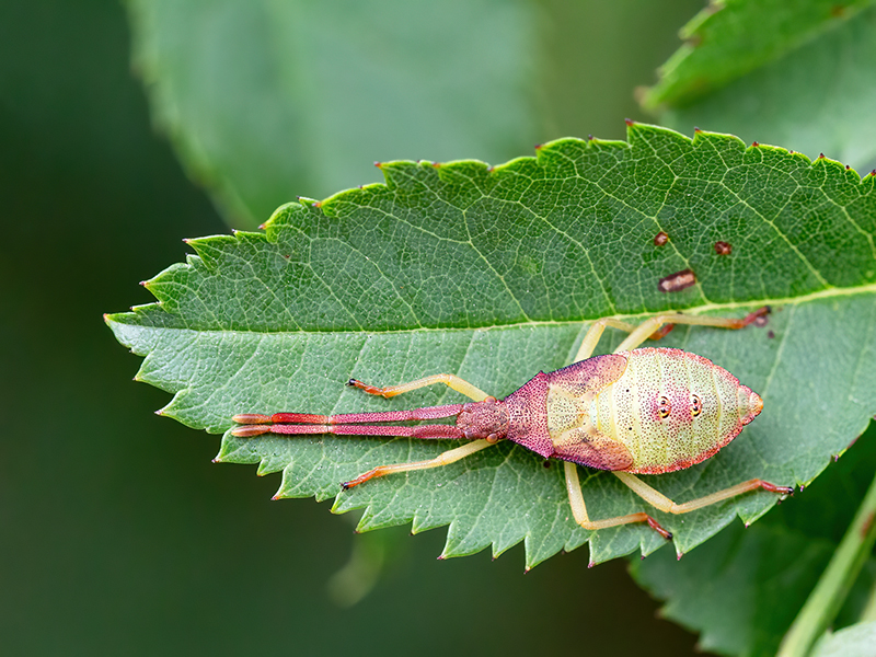 Gonocerus acuteangulatus (Letztes Nymphenstadium)