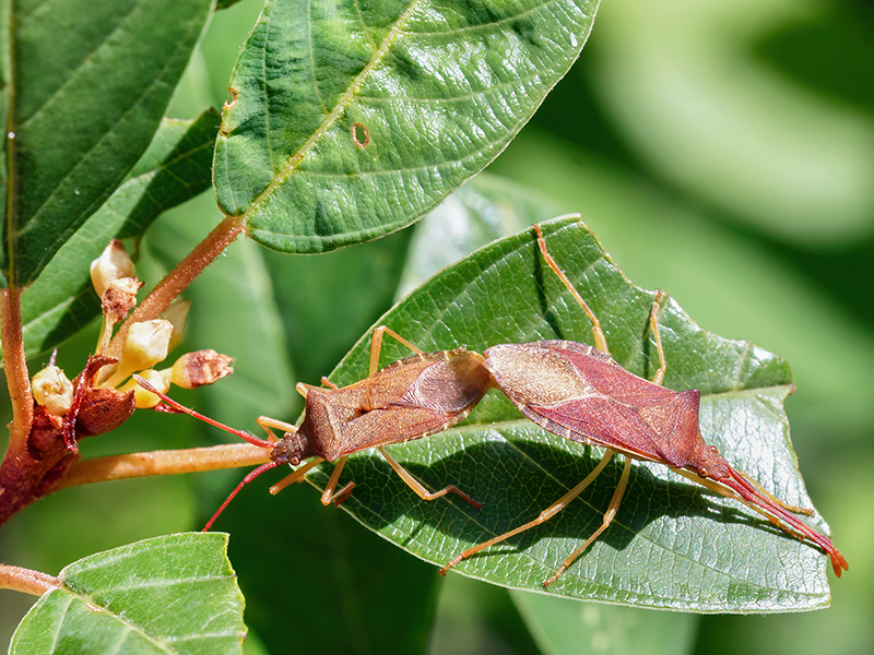 Gonocerus acuteangulatus (Paarung)