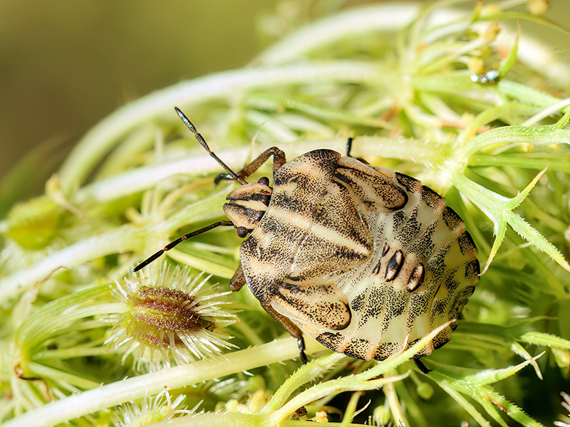Graphosoma italicum (Nymphe)