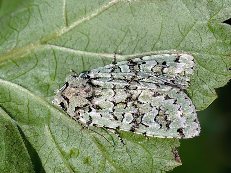 Griposia aprilina