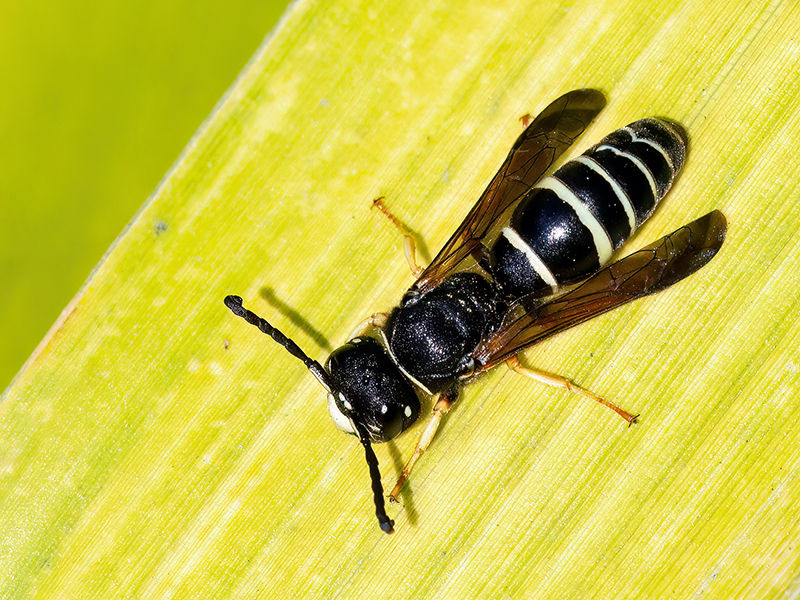 Gymnomerus laevipes (Männchen)