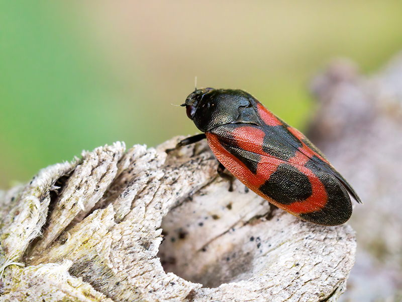 Haematoloma dorsata