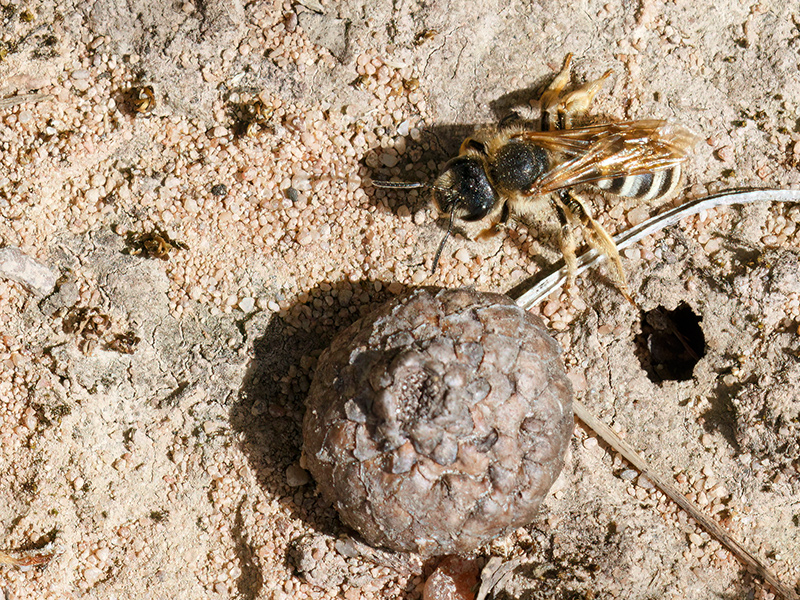 Halictus scabiosae (am Nesteingang)