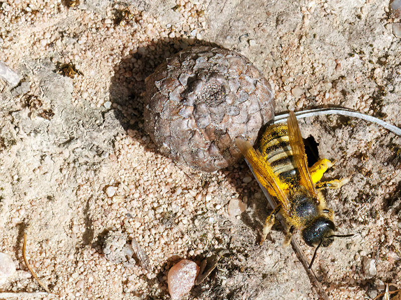 Halictus scabiosae (pollenbeladen am Nesteingang)