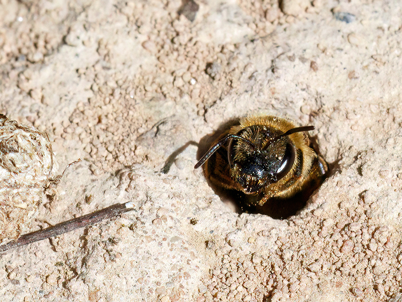 Halictus scabiosae (Nesteingang)