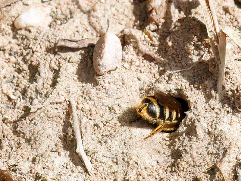 Halictus scabiosae (Nesteingang)