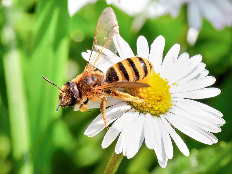 Halictus scabiosae (Weibchen)