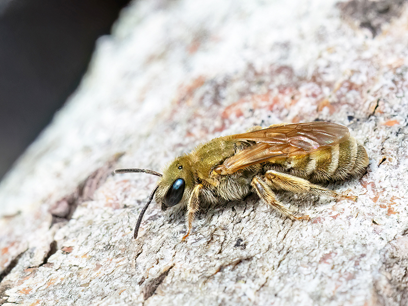 Halictus subauratus (Weibchen)