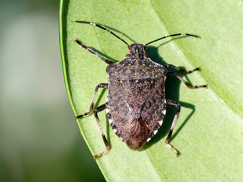 Halyomorpha halys