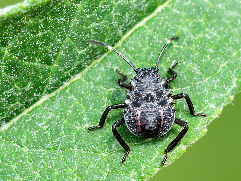 Halyomorpha halys (2.Nymphenstadium)
