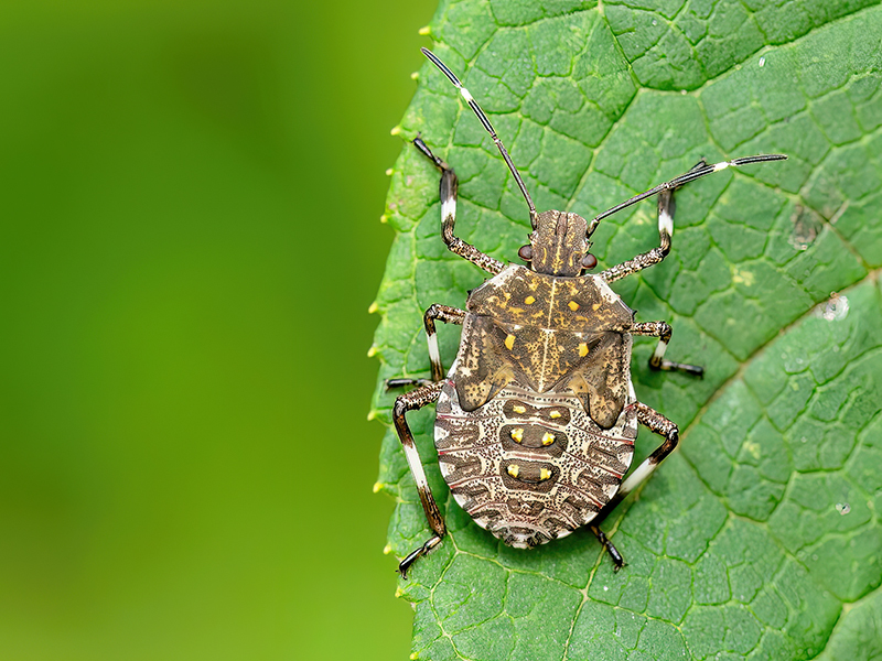 Halyomorpha halys (5.Nymphenstadium)