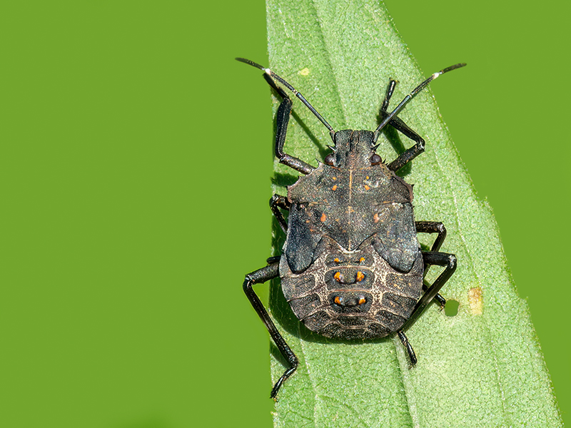 Halyomorpha halys (5.Nymphenstadium)